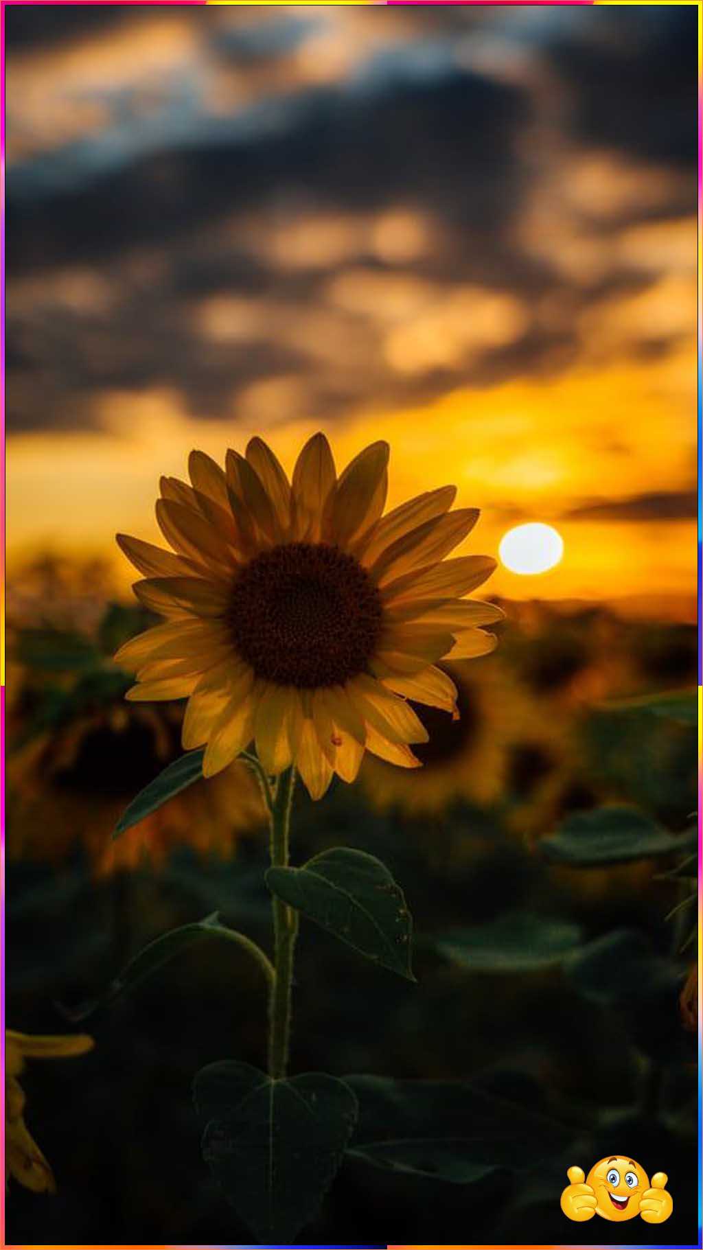 cute wallpaper iphone
