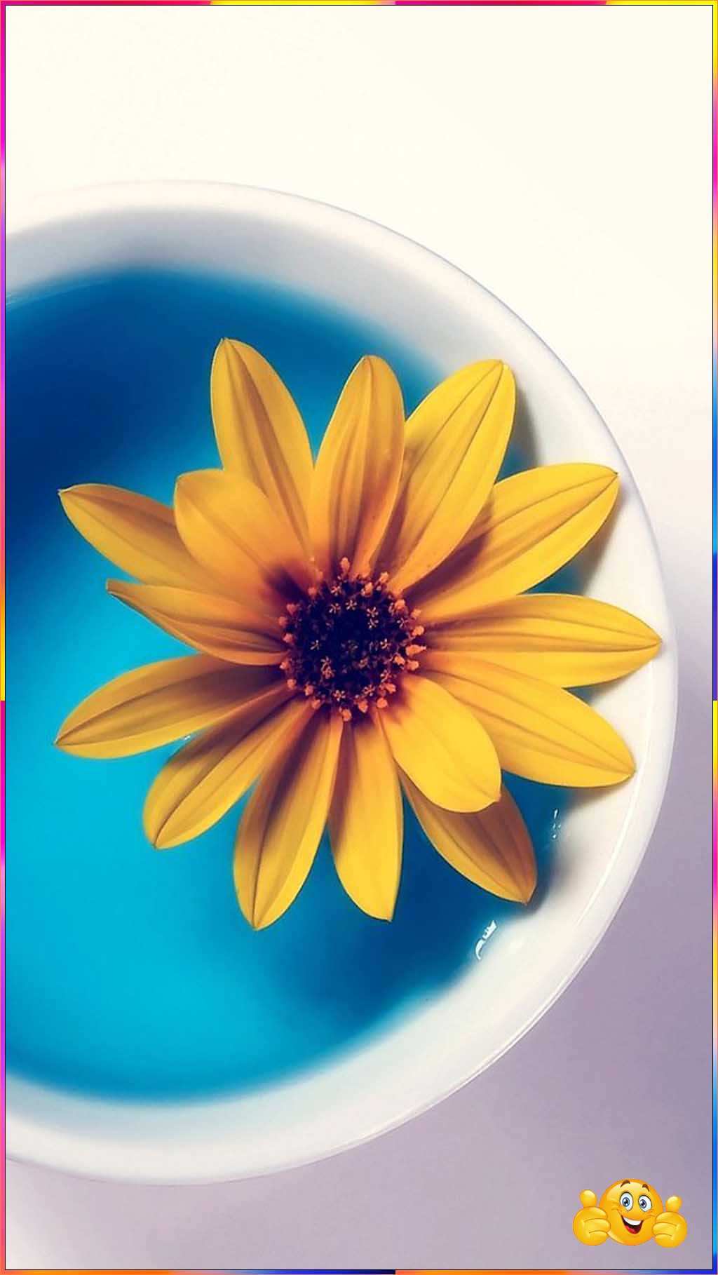 cute flower wallpaper
