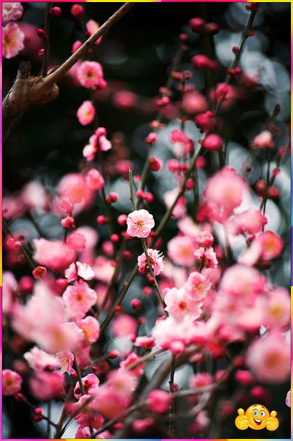 cute flowers wallpaper