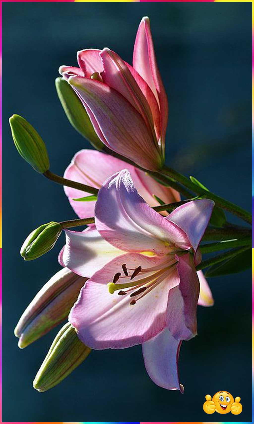 cute flower wallpaper