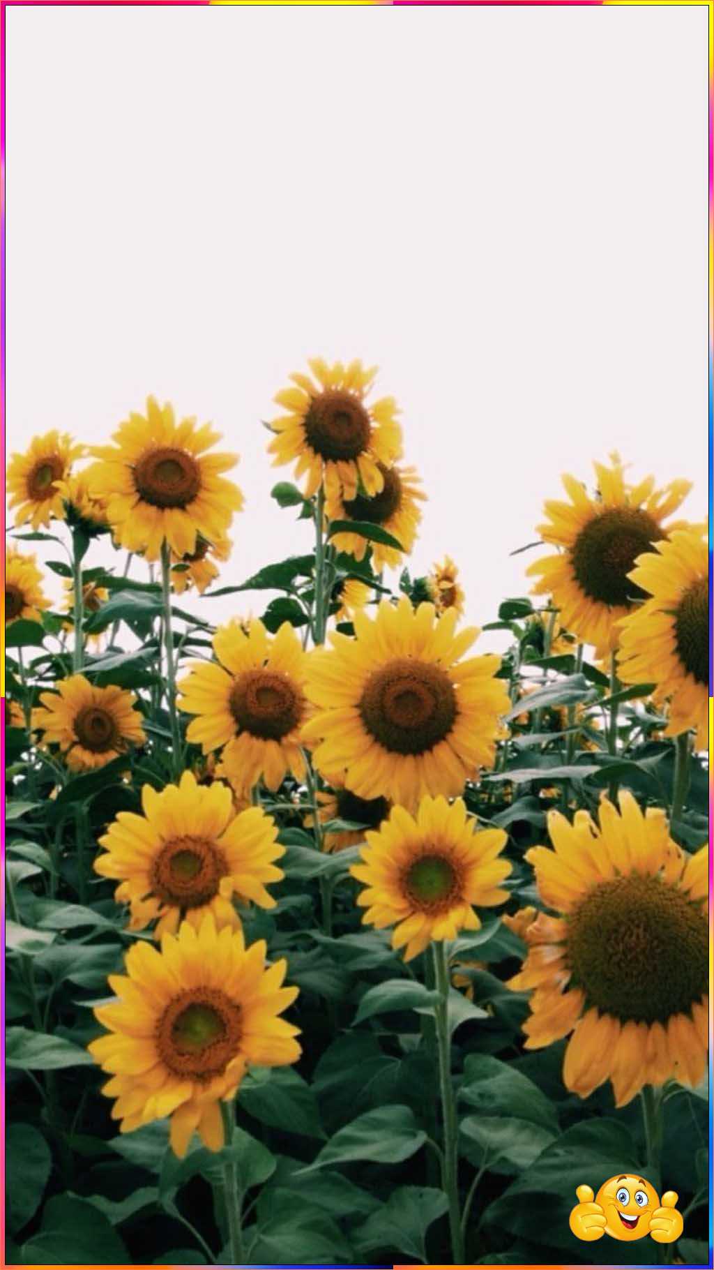 cute sunflower wallpaper