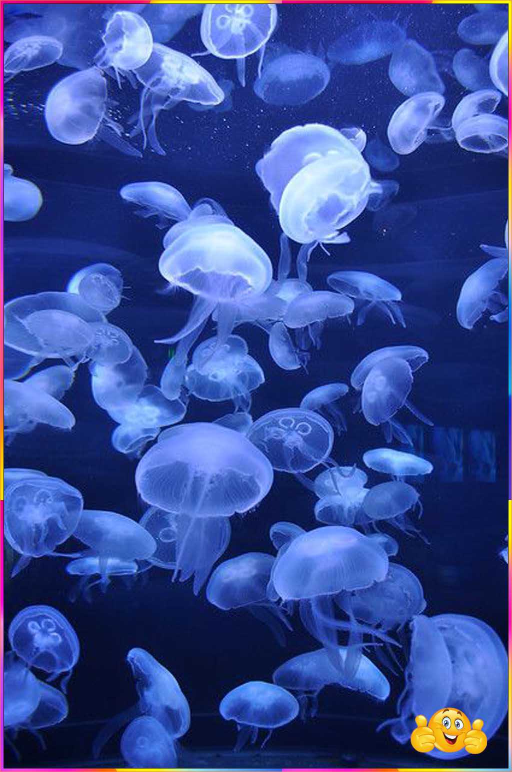 cute jellyfish wallpaper