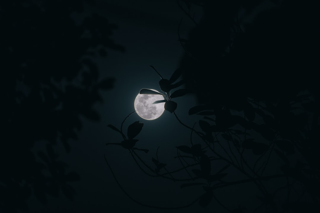 a full moon seen through the branches of a tree